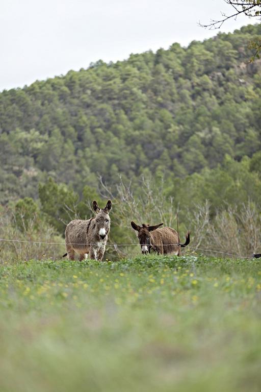 فندق La Baronia de Rialbفي  Masia Ca L'Anima الغرفة الصورة